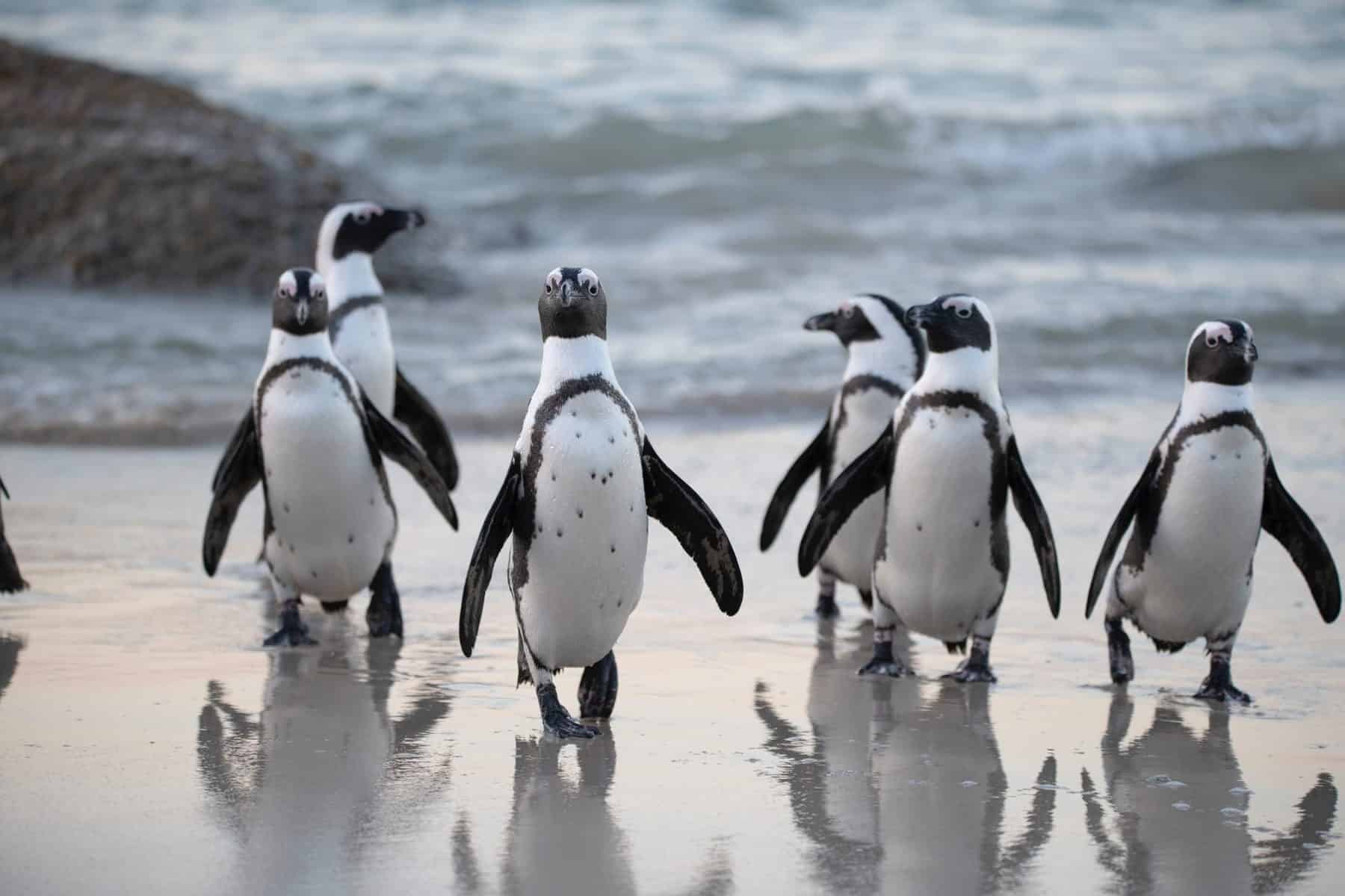 Penguin