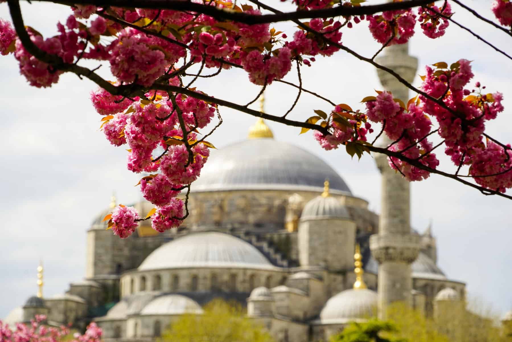 Istambul Flowers
